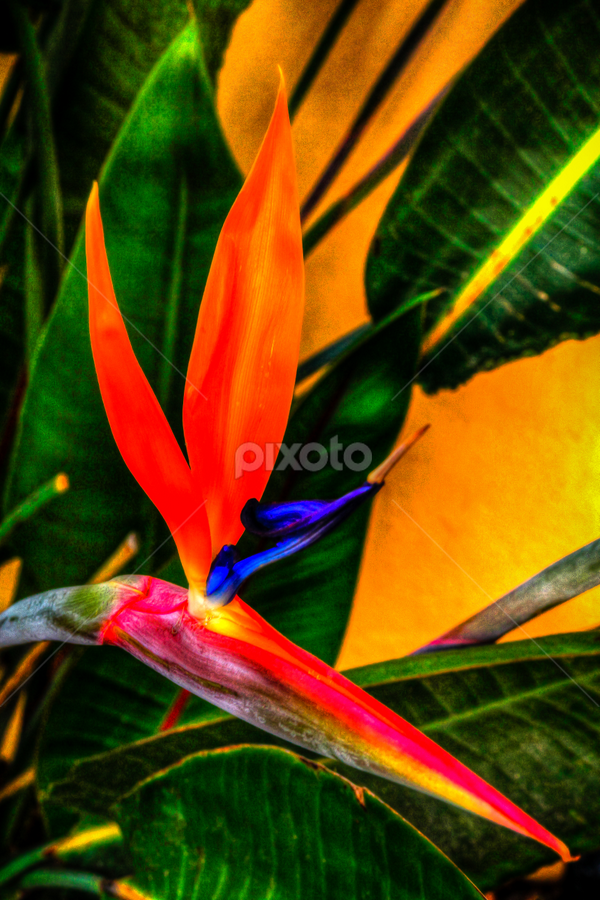 Free Bird by Jim Moon - Flowers Flower Gardens