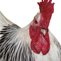 Chicken Coops Tips and Plans logo