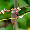 Calycopis hairstreak