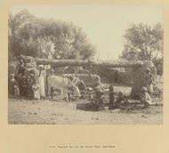 Waterwiel voortbewogen door stieren