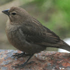 Brown-headed Cowbird (female)