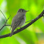 Brown-breasted Flycatcher