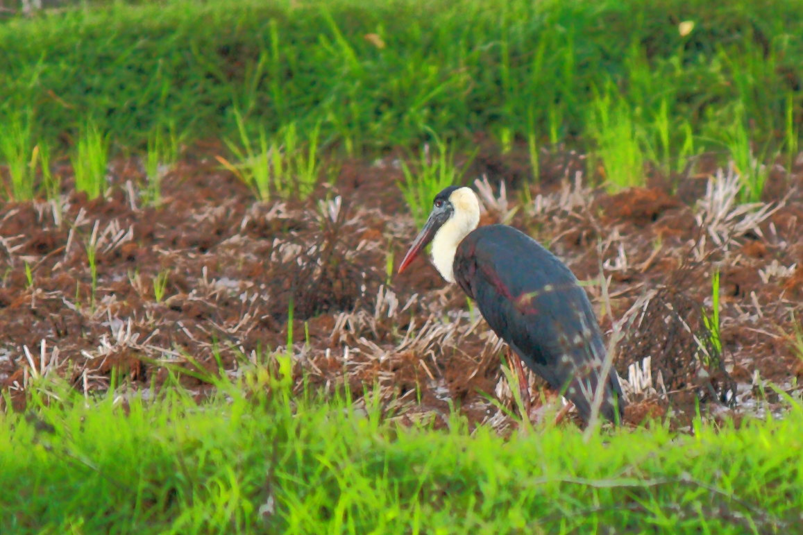 Woolly necked stork