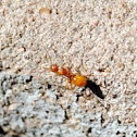 Citronella Ant