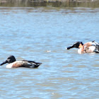 Northern Shoveler Ducks