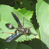 Brown-legged Grass-carrier Wasp
