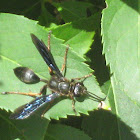 Brown-legged Grass-carrier Wasp