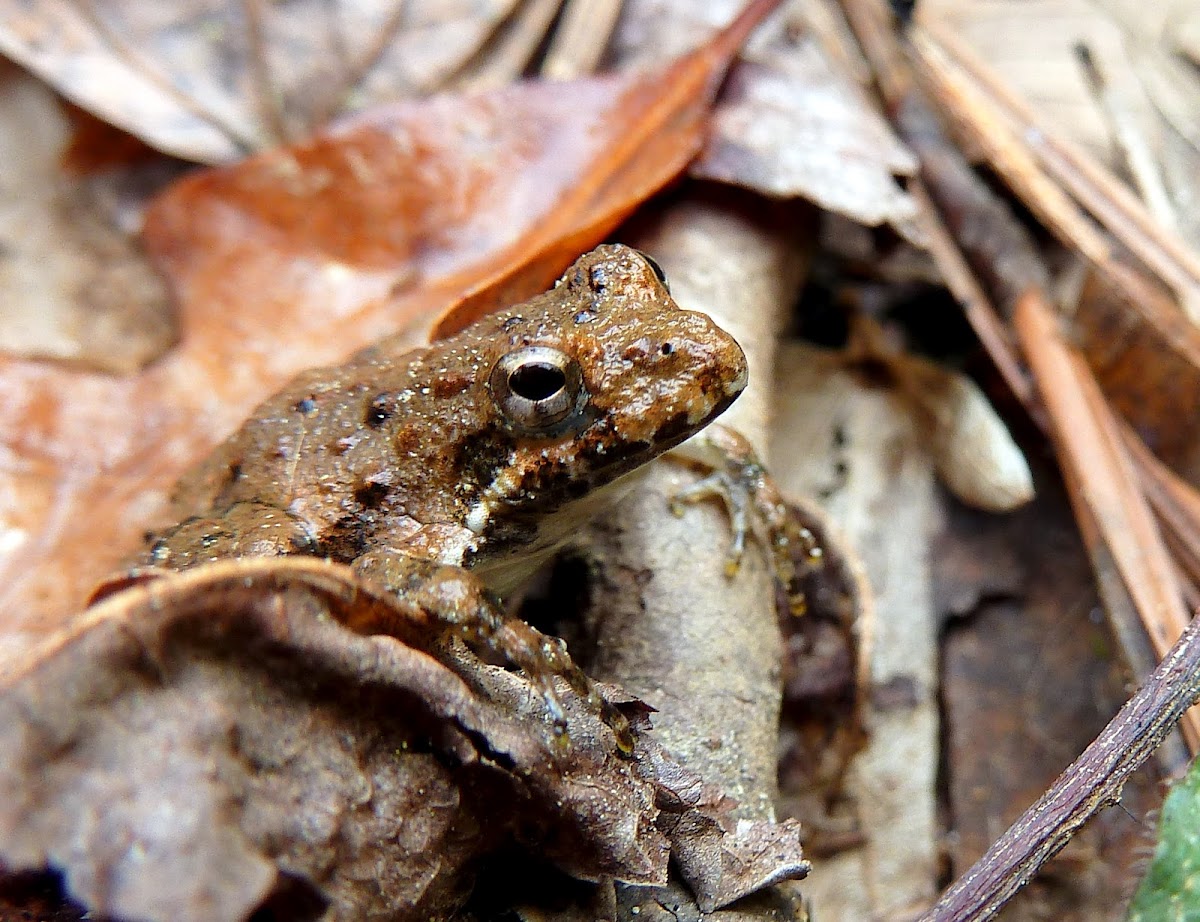 Northern or Blanchard's Cricket Frog