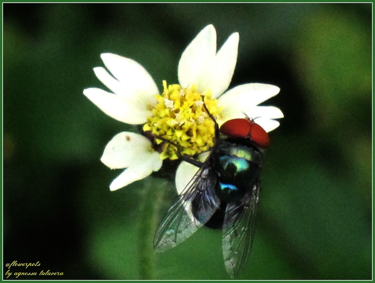 Oriental Latrine Fly (Male)