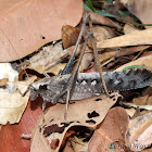 Large Dry Leaf Katydid