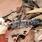Large Dry Leaf Katydid