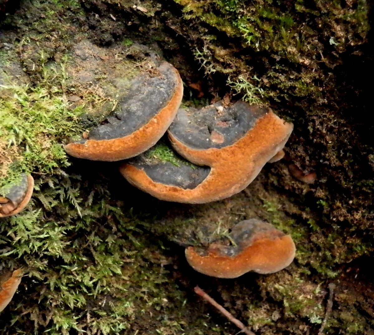 Phellinus fungus
