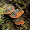 Phellinus fungus
