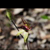 Leaping Spider Orchid