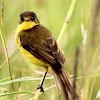Dark-capped yellow warbler