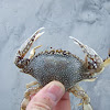 Speckled crab