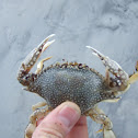 Speckled crab