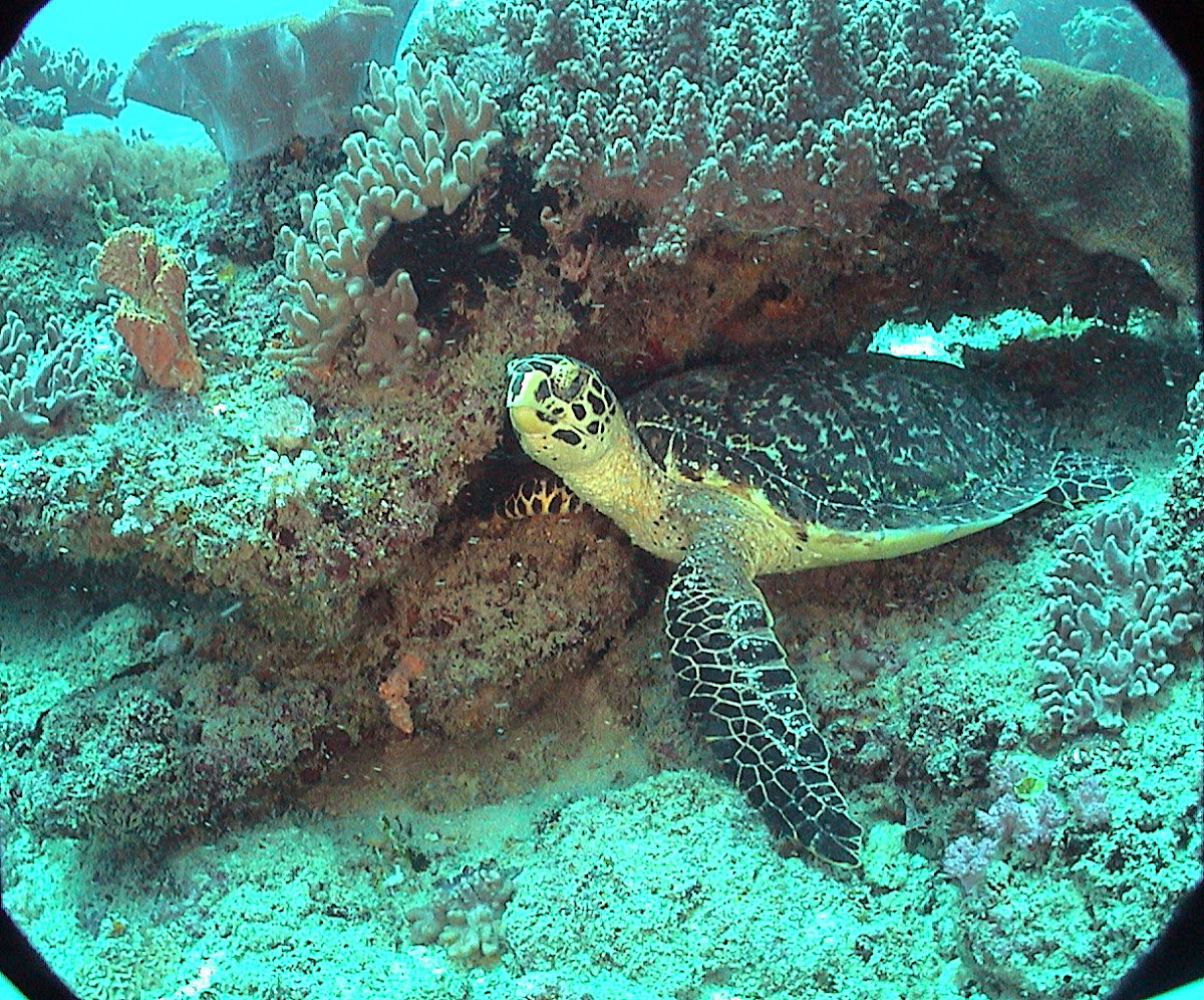 sea turtle