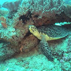 sea turtle