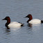 Canvasback