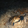 Fowler's Toad