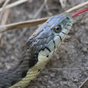 Two-Striped Garter Snake