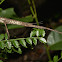 Stick Insect, Phasmid