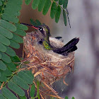 Hummingbird - colibrí