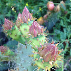 Prickly pear cactus flower