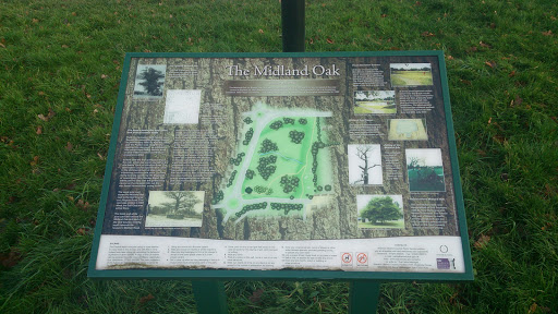 History of the Midland Oak 