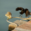 Indian Pond Heron & House Crow