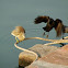 Indian Pond Heron & House Crow