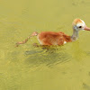 Baby Sandhill Crane swimming