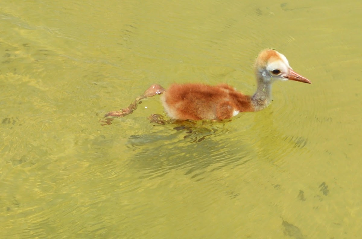 Baby Sandhill Crane swimming