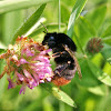 Red-tailed Bumblebee