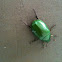 Green Flower Beetle