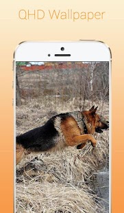 Lastest เยอรมัน เชฟเฟิร์ด วอลเปเปอร์ APK for PC