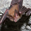 Short-tailed Bat
