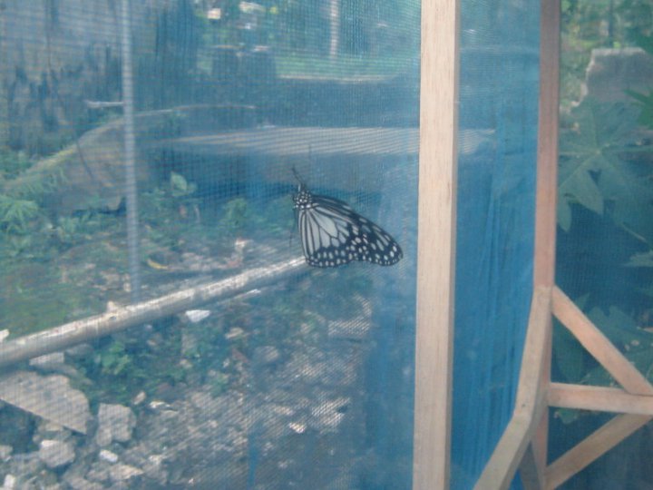 blue tiger butterfly
