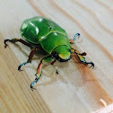 Jewel scarab beetle