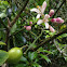 Lemon tree in flower and early fruit