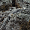Marine iguana - Isabela sub-species