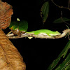 Neotropical Green Anole