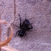 Common black cricket
