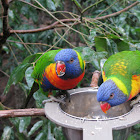 Rainbow Lorikeet