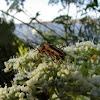 Soldier beetle