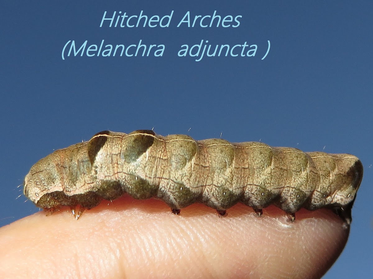 Hitched Arches-Caterpillar