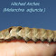 Hitched Arches-Caterpillar