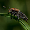 Red-breasted carrion beetle