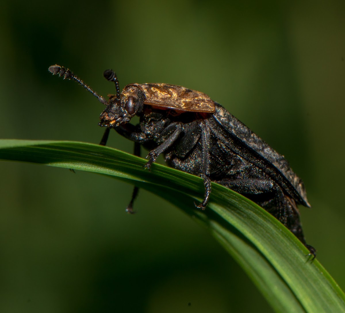 Red-breasted carrion beetle